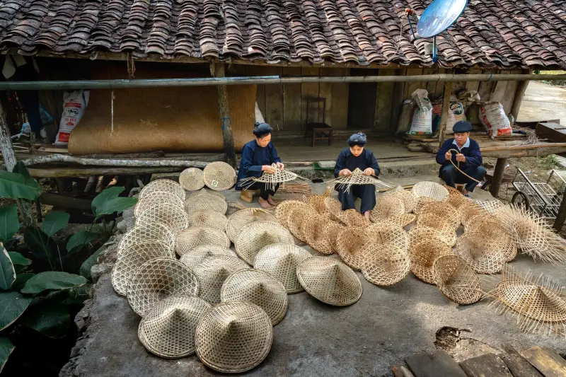 康乃馨与玫瑰鲜切花保鲜运输工艺对比研究