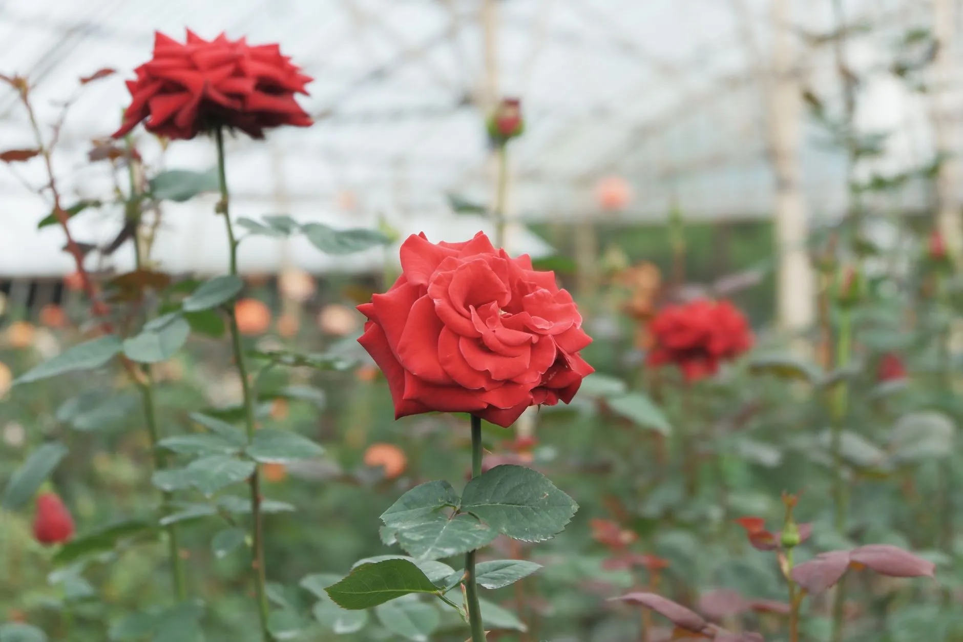 云南欣潼花卉鲜切花基地玫瑰百合康乃馨全年稳定供货方案解析正文配图 1