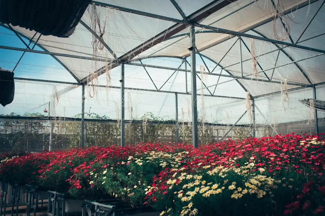 云南鲜花种植基地规模化发展：气候优势如何影响鲜切花品质与供应周期正文配图 2