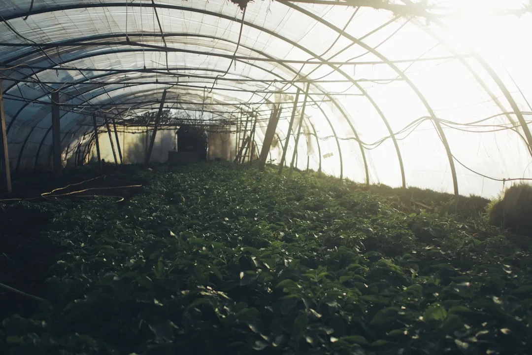 云南鲜花种植基地如何通过规模化生产降低鲜切花采购成本