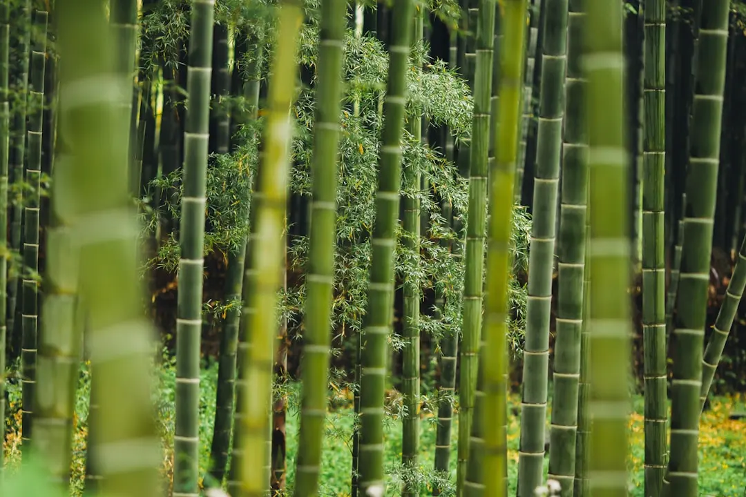 云南鲜切花种植基地冬季保温技术方案与实施要点