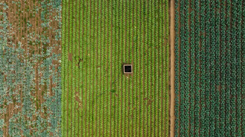 云南鲜花种植基地规模化发展助力鲜切花采购成本持续优化正文配图 1