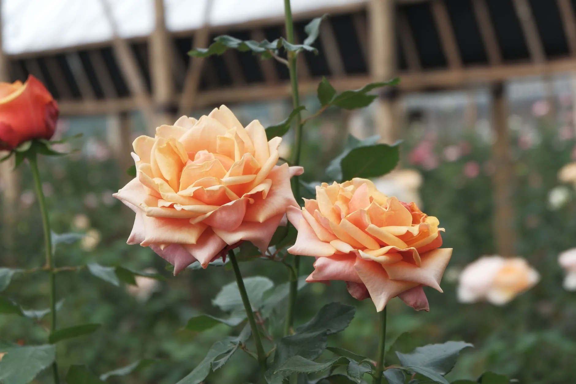 云南鲜切花规模化种植技术解析：玫瑰百合康乃馨的标准化栽培要点正文配图 1